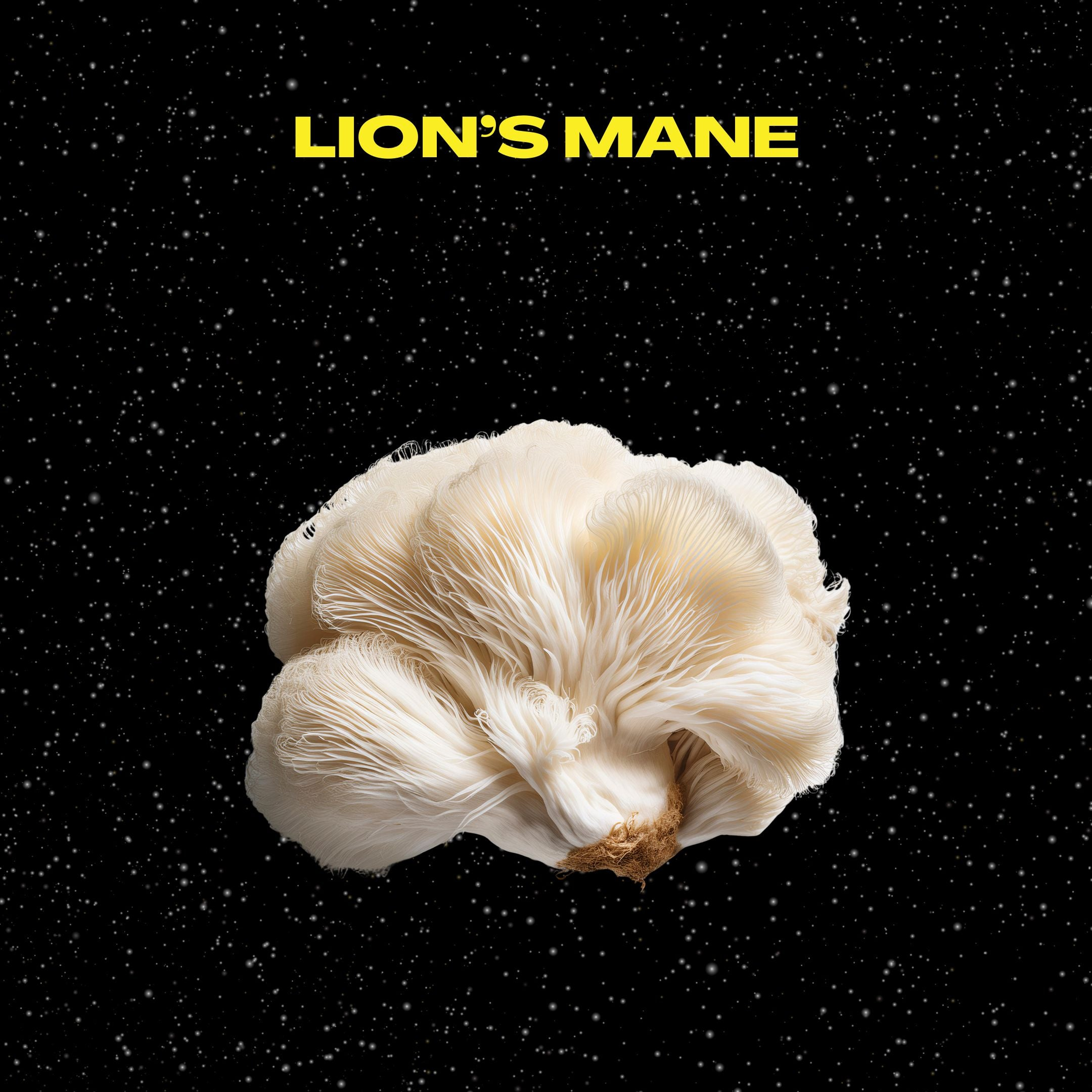 Lion's mane mushroom on a black background with text about its benefits.