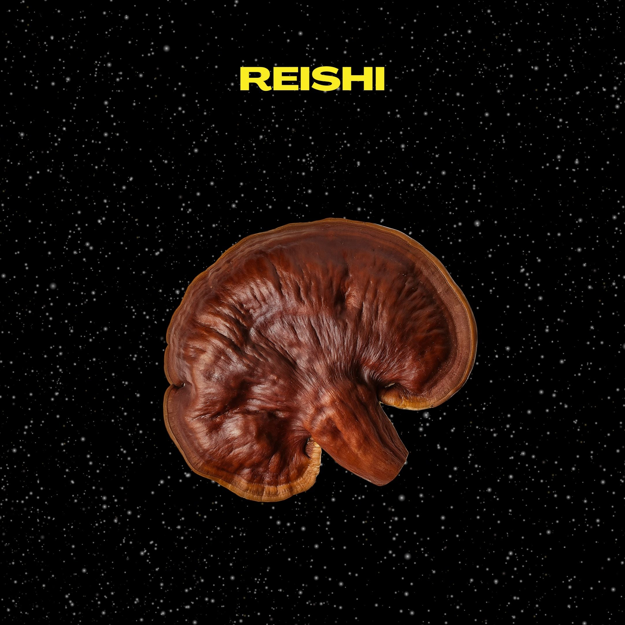 Reishi mushroom on a black background with text about its benefits.